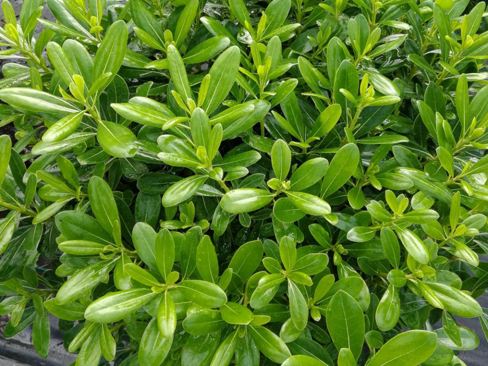 PITTOSPORUM TOBIRA NANA - Toffolon Piante - nursery production